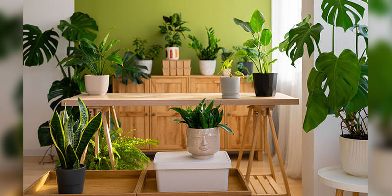 Best Indoor Plants for Mumbai Climate